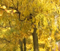 Gleditsia triacanthos 'Skyline'  herftblad