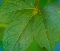 Parthenocissus tricuspidata 'Veitch Boskoop'