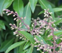 Pieris Forest Flame