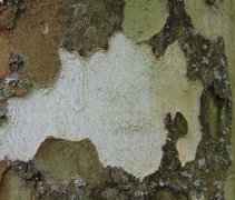 stam Platanus hispanica 