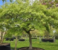 Acer palmatum 'Dissectum' - Japanse esdoorn 'Dissectum' - 2