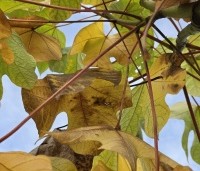 Firmiana simplex - Chinese parasolboom - 3