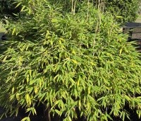 Fargesia murieliae 'Moontears' - Bolvormige bamboe - 3