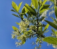 Chionanthus virginicus - Chionanthus virginicus - 4