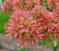 Heptacodium miconioides - Zevenzonenboom - 2
