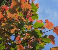 Acer rubrum 'Summer Red'  - Amerikaanse Esdoorn - 3