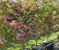Cornus kousa 'Scarlet Fire' - Japanse kornoelje - 3