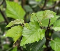 Betula utilis 'Doorenbos' - Himalayaberk - 3