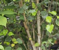 Betula utilis 'Doorenbos' - Himalayaberk - 4