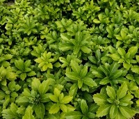 Pachysandra terminalis - Dikkemanskruid - 1