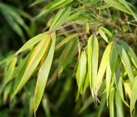 Fargesia 'Rufa' - Bamboe 'Rufa' - november 2024