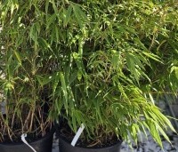 Fargesia 'Rufa' - Bamboe 'Rufa' - november 2024