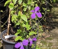 Clematis 'Jackmanii' - Bosrank 'Jackmanii' - 1