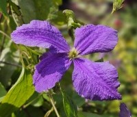 Clematis 'Jackmanii' - Bosrank 'Jackmanii' - 2