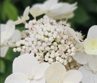 Hydrangea paniculata 'Wim's Red' - Pluimhortensia 'Wim's Red' - 3