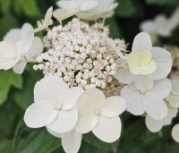 Hydrangea paniculata 'Wim's Red' - Pluimhortensia 'Wim's Red' - 4