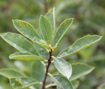 Exochorda Niagara