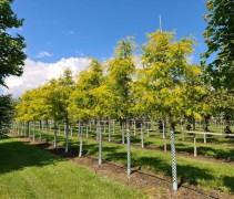 Gleditsia triacanthos 'Sunburst' hoogstam kwekerij Ten Hoven Bomen mei 2022