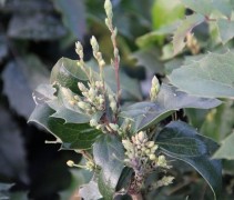 Mahoniestruik 'Apollo'