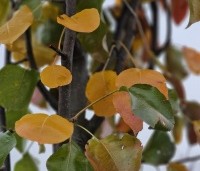Pyrus calleryana 'Chanticleer' - Sierpeer - 1
