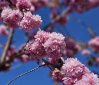 Prunus serrulata 'Kiku-shidare-zakura' - Japanse sierkers 'Kiku-shidare-zakura' - 2