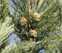 Sequoiadendron giganteum kegels