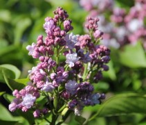 Syringa vulgaris Michel Buchner