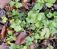 Waldsteinia ternata - Gele Aardbei - wintergroen