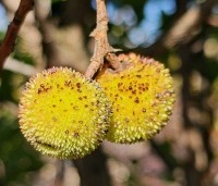 Arbutus unedo - Aardbeiboom - 3