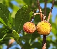 Arbutus unedo - Aardbeiboom - 2
