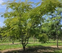 Albizia julibrissin 'Rosea' - Perzische slaapboom - 2