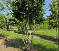 Parrotia persica 'Vanessa' - Perzisch IJzerhout - 2