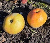 Malus dom. Dubbele Zoete Aagt - Malus dom. Dubbele Zoete Aagt - 1