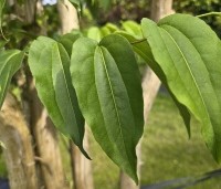 Heptacodium miconioides - Zevenzonenboom - 1