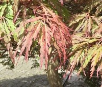 Acer palmatum 'Inaba-shidare' - Japanse Esdoorn 'Inaba-shidare' - 4