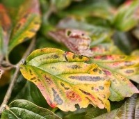 Parrotia persica 'Bella' - Perzisch IJzerhout - 2