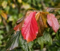 Parrotia persica 'Bella' - Perzisch IJzerhout - 3