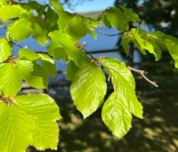 Fagus sylvatica - Groene beuk - jong fris blad in mei
