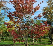 Cornus florida 'Rainbow'