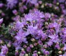 Rododendron 'Gristede' ook wel Dwerg Rodondendron genoemd