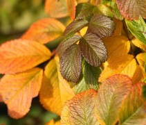 Rosa rugosa herfstblad