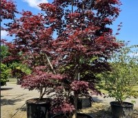 Acer palmatum 'Bloodgood' - Japanse esdoorn - 3