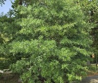 Quercus Phellos - Wilgbladige eik - 1