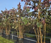 Cercis canadensis 'Forest Pansy' - Amerikaanse judasboom - 1