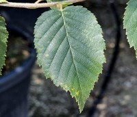 Betula albosinensis 'Fascination' - Zilverberk 'Fascination' - 4
