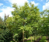 Juglans regia