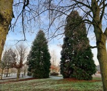 Sequoiadendron giganteum