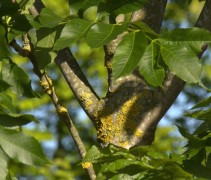 Fraxinus excelsior