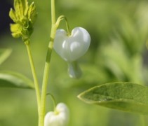 Gebroken Hartje 'Alba' hoeft zeker niet in de volle zon, halfschaduw heeft de voorkeur