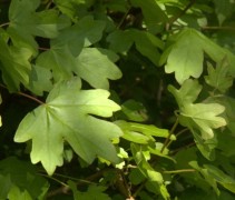 Acer campestre